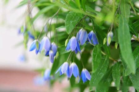 鈴鐺花花語|藍鈴花的花語是什麼